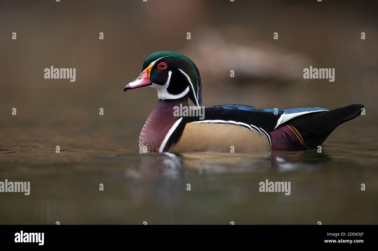 A duck in Canada in Autumn Stock Photo Alamy