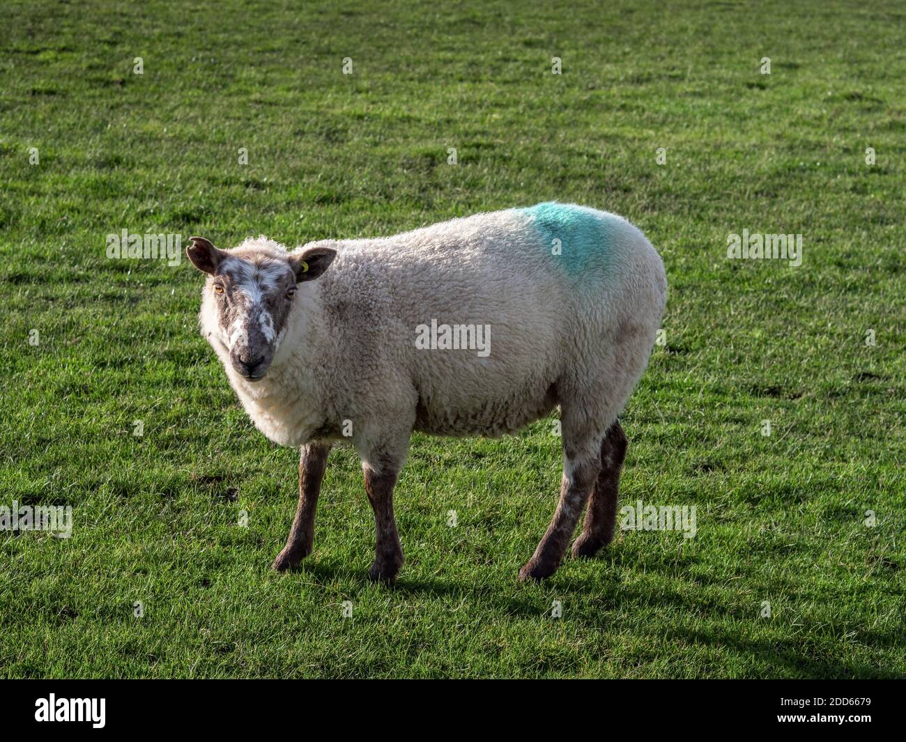 Mated ewe as shown by colour stain on her back. UK. Stock Photo