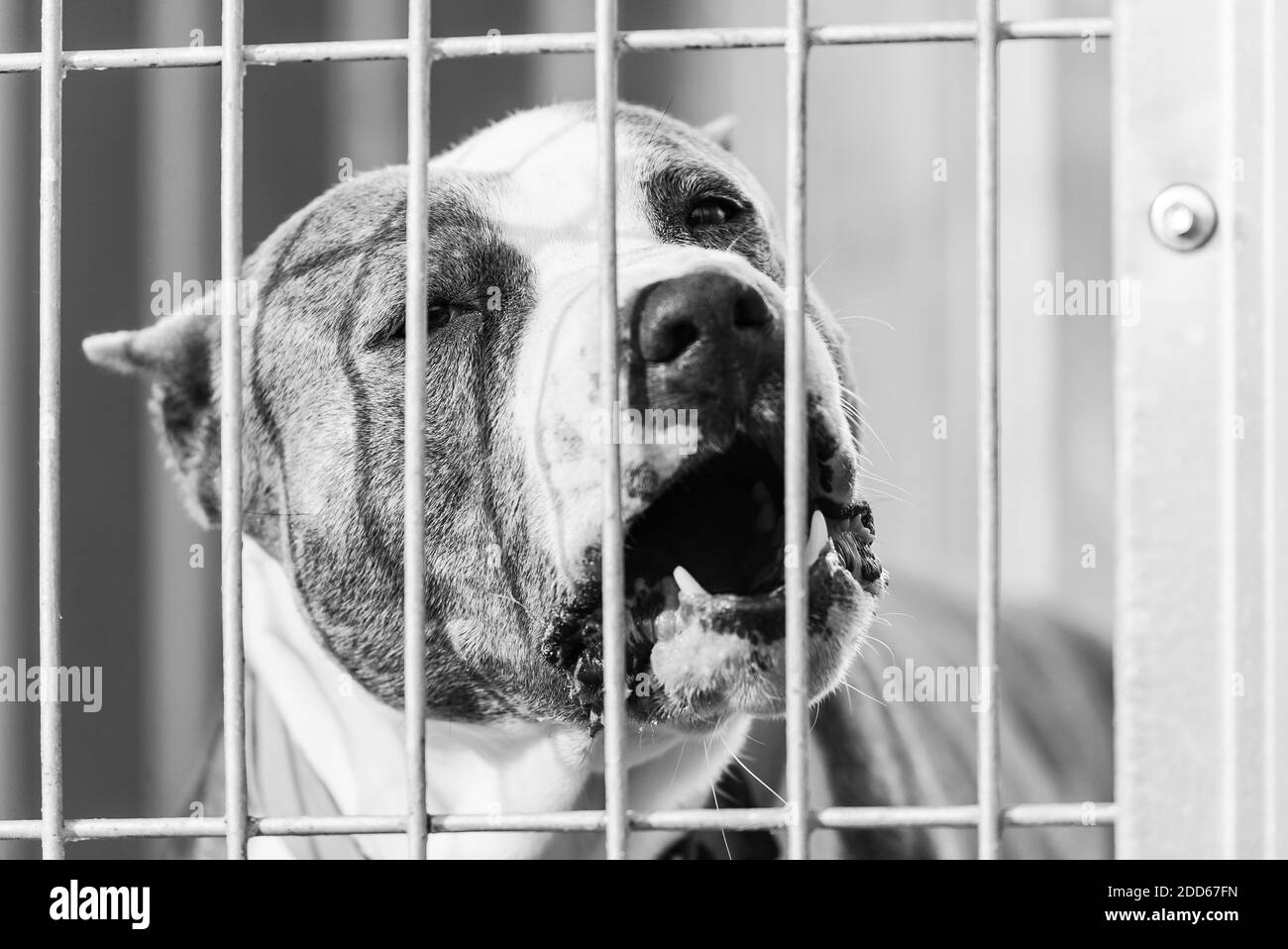 Sad young puppy on Black and White Stock Photos & Images - Alamy