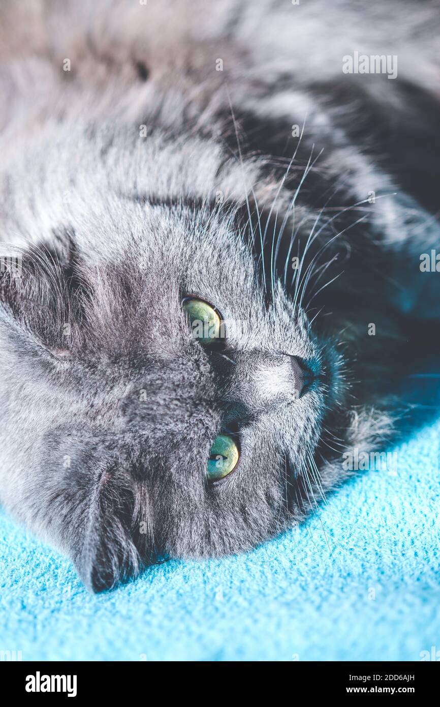 British female hires stock photography and images Alamy