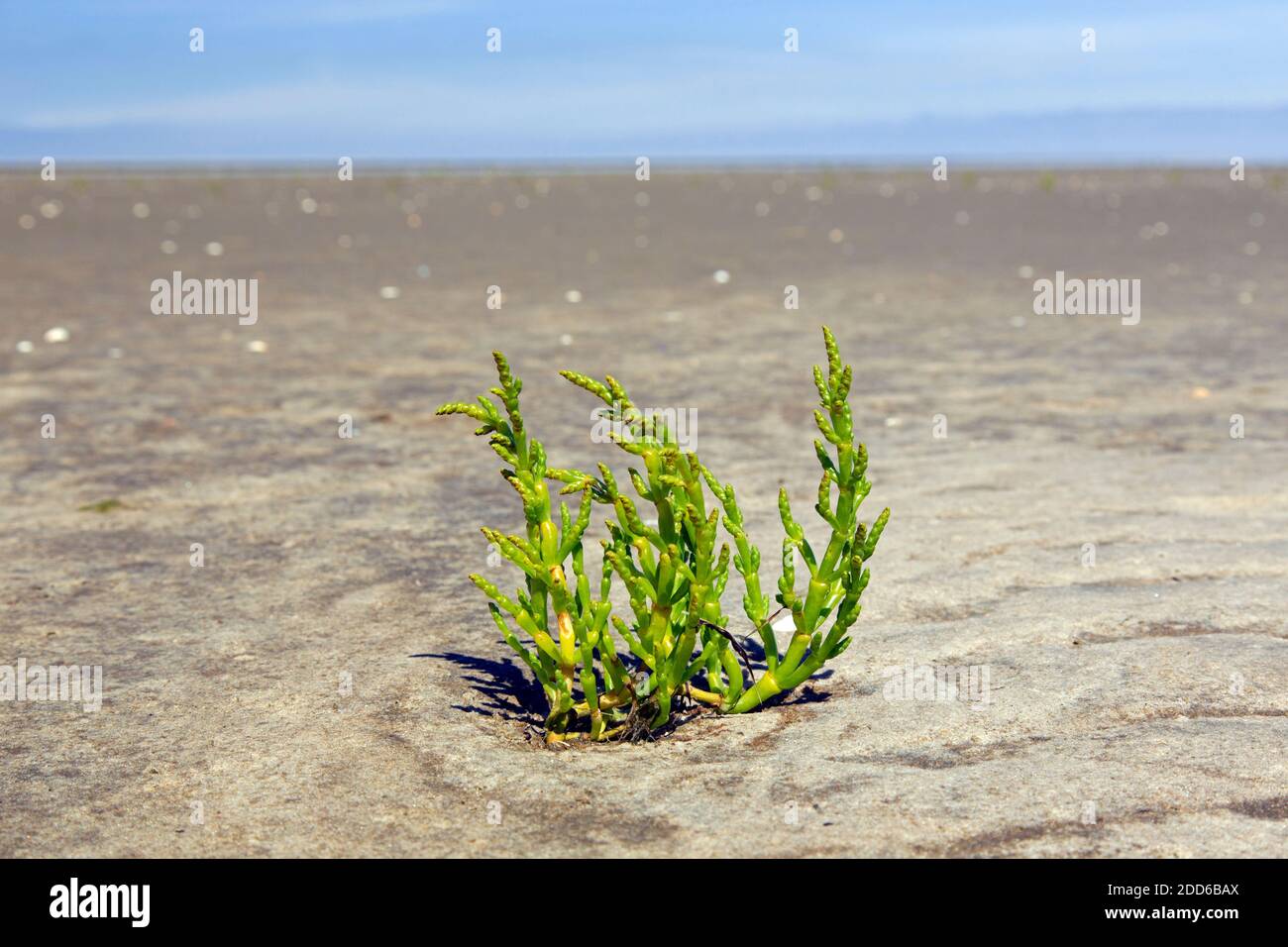 Common glasswort (Salicornia europaea / Salicornia brachystachya), halophytic annual dicot flowering plant growing on mudflat / mud flat Stock Photo
