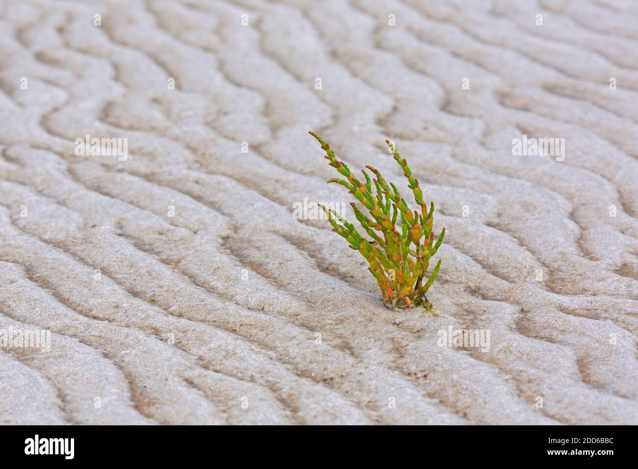 Common glasswort (Salicornia europaea / Salicornia brachystachya), halophytic annual dicot flowering plant growing on mudflat / mud flat Stock Photo