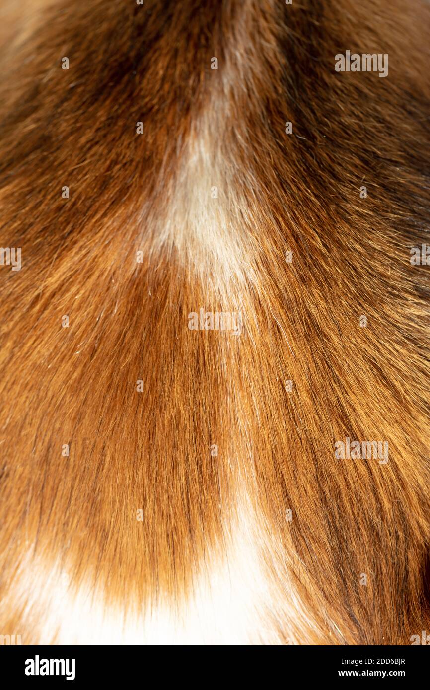 Animal fur closeup view. Border Collie dogs natural hair red and white color background, texture. Stock Photo