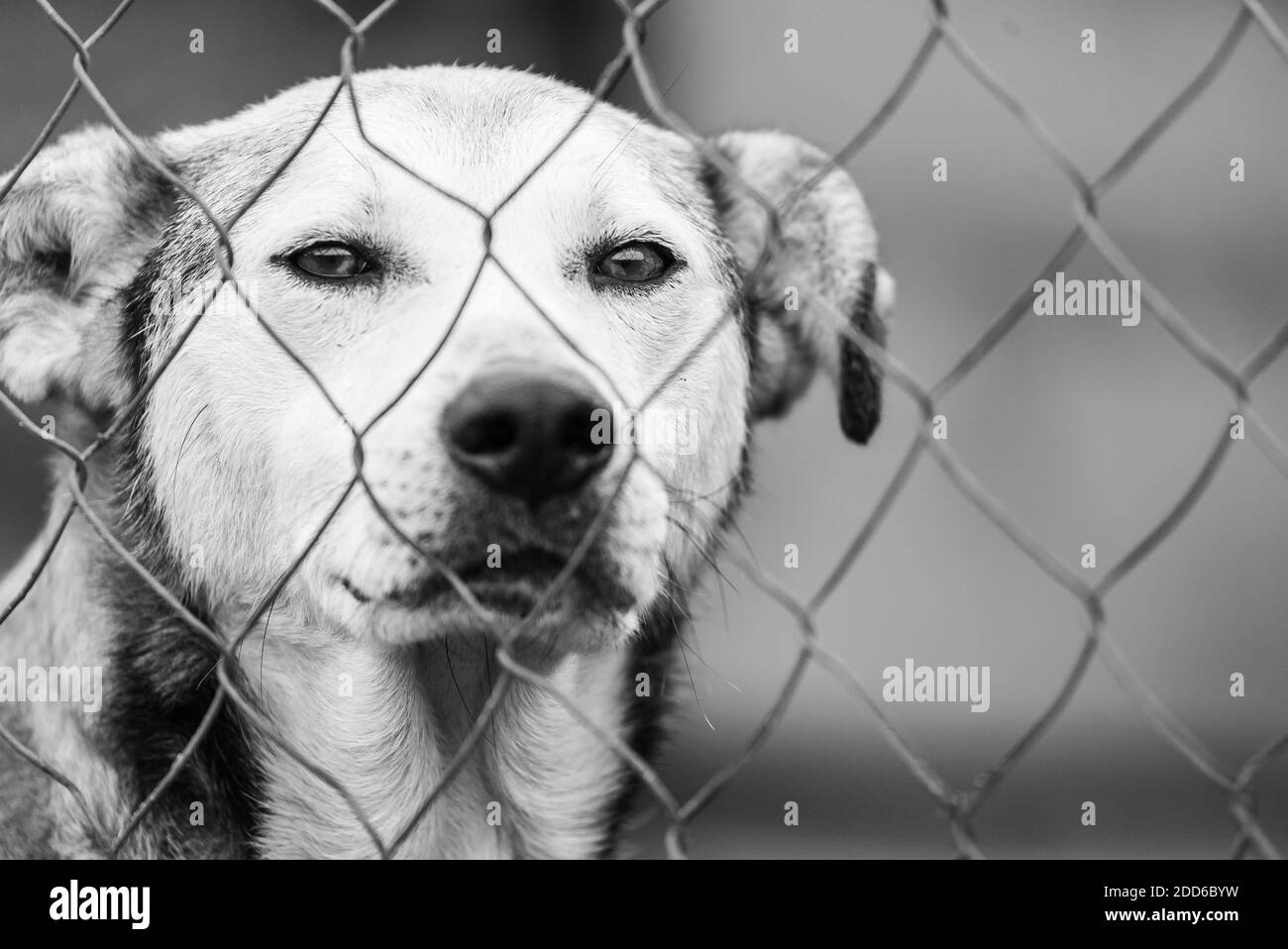 Black and white photo of homeless dog in a shelter for dogs. BW Stock Photo