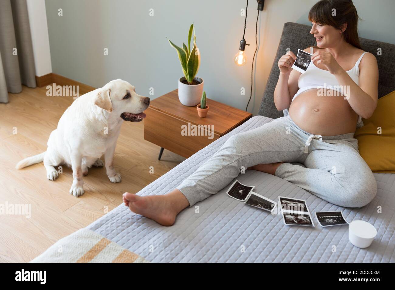 Pregnant woman telling the dog that he is going have a brother, prenatal health concept. Stock Photo