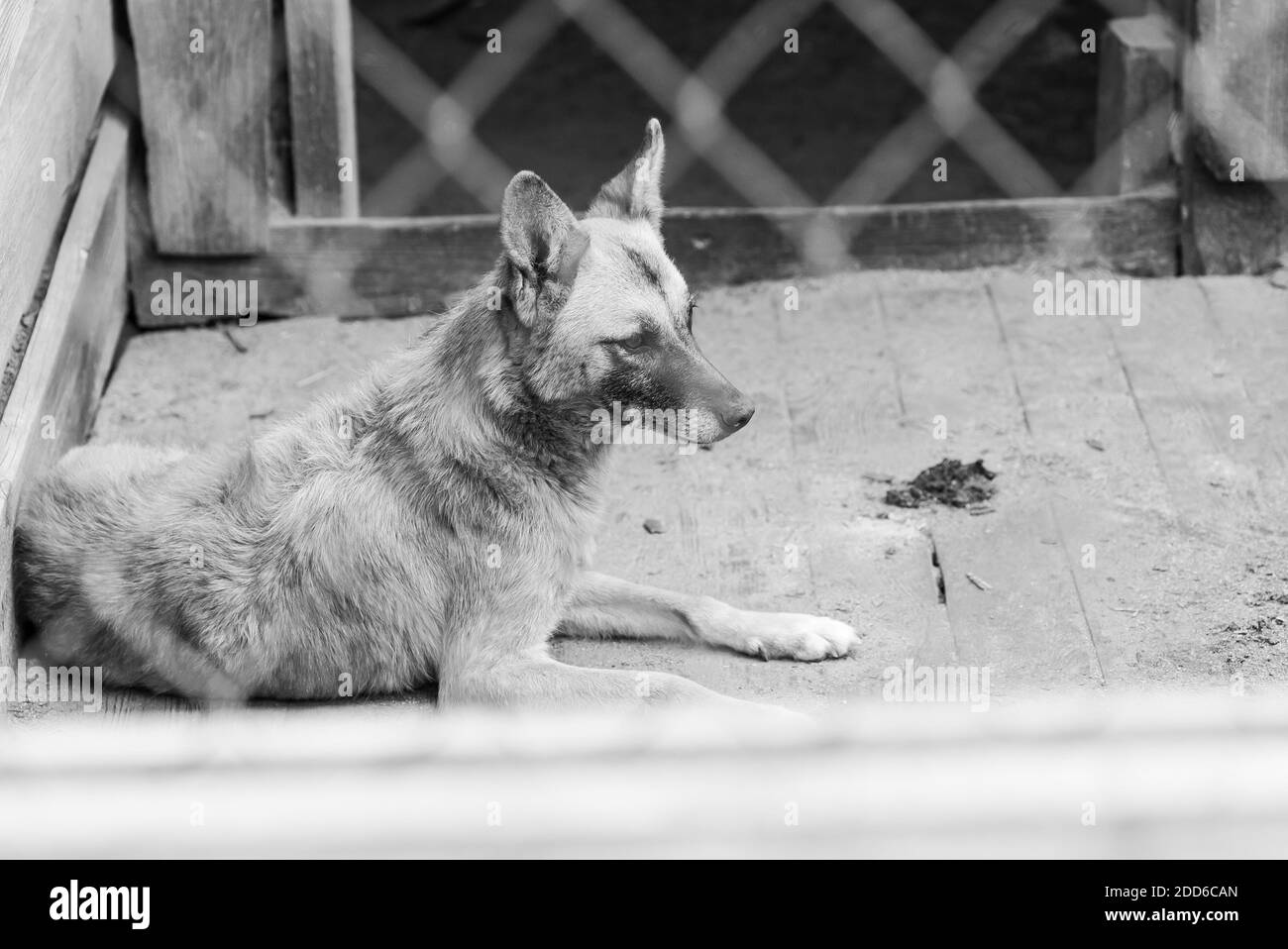 Black and white photo of homeless dog in a shelter for dogs. BW Stock