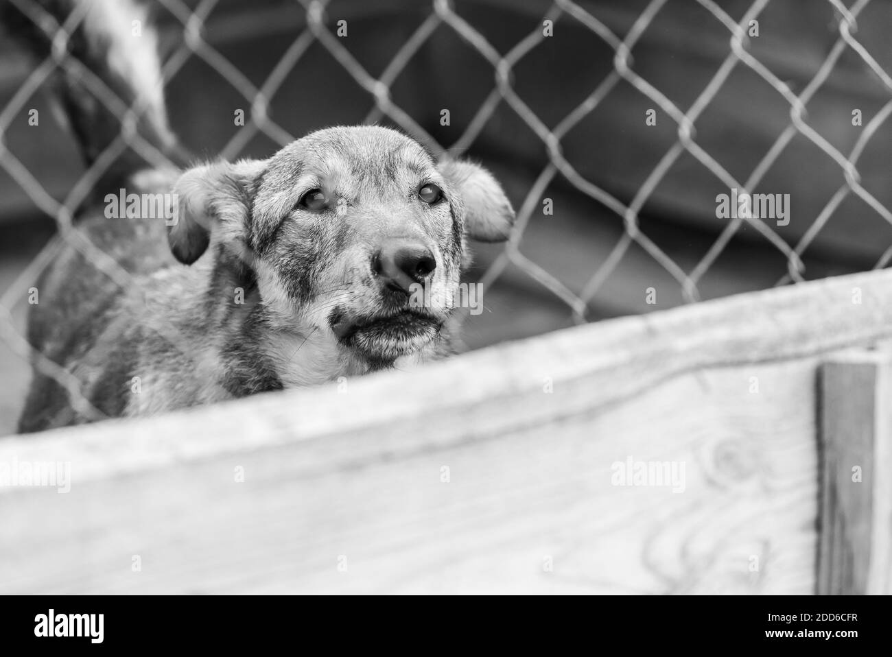Black and white photo of homeless dog in a shelter for dogs. BW Stock