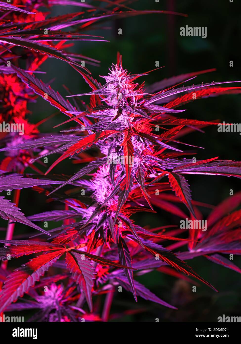 Marijuana cannabis plant flower bud hires stock photography and images