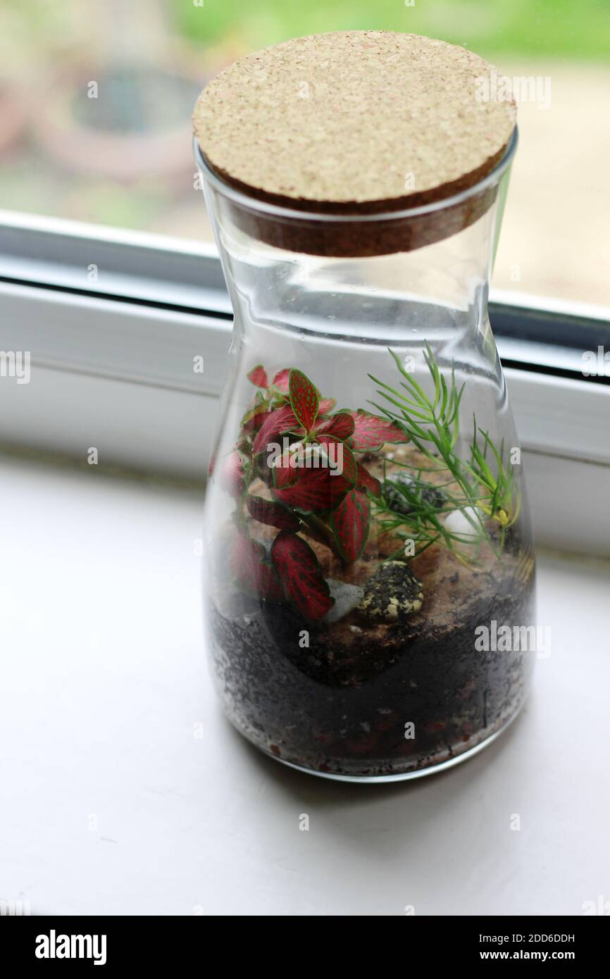 Create your own garden world by making a terrarium! This one includes a fittonia (nerve plant), an asparagus fern and a mix of interesting stones Stock Photo