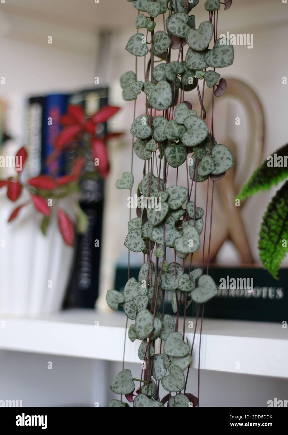 String of hearts plant (Ceropegia woodii) cascading over a bookshelf Stock Photo