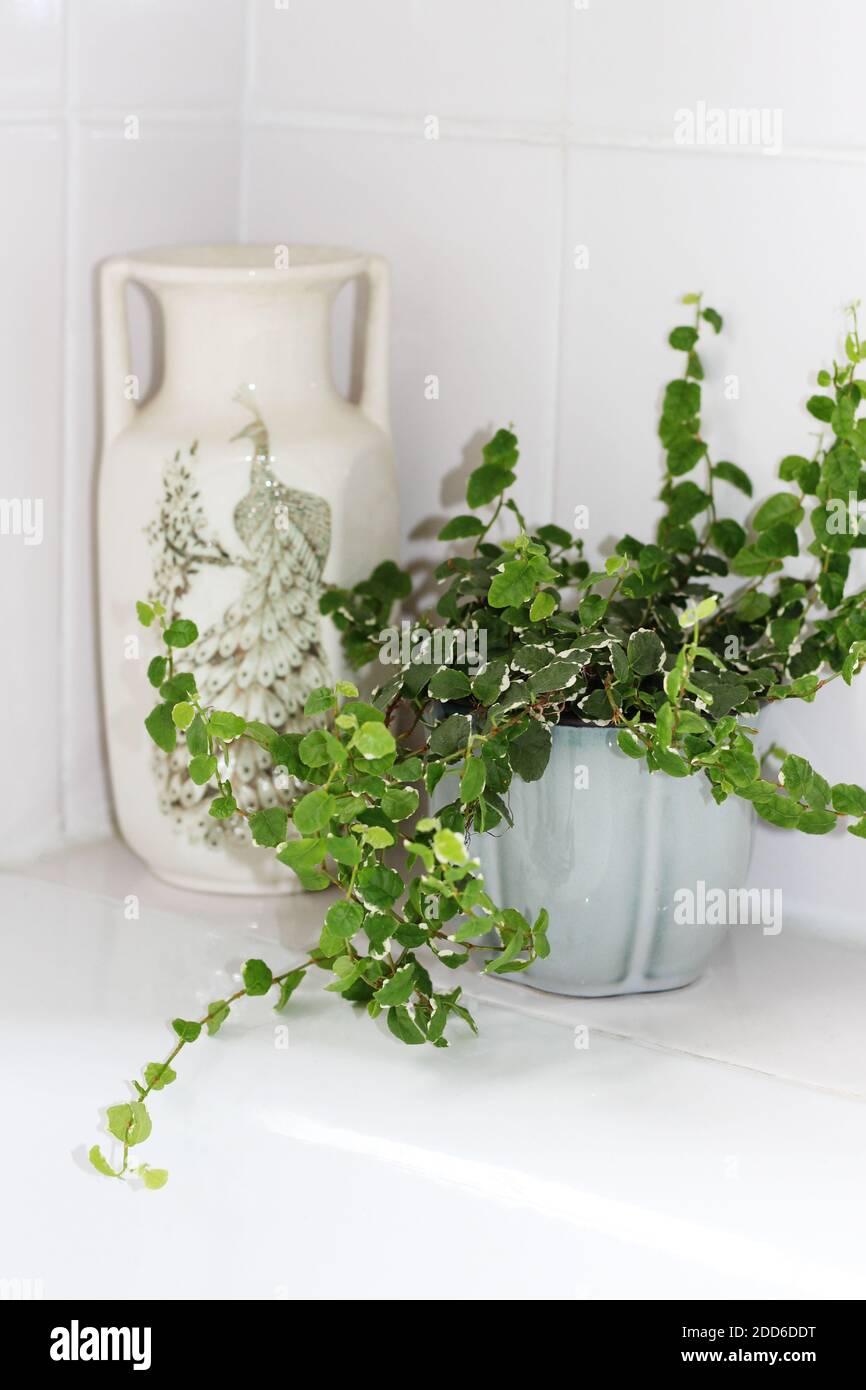 Ficus pumilla Variegata - Variegated Creeping Fig - adds colour to a plain white corner in a bathroom, alongside Kingston pottery peacock vase Stock Photo