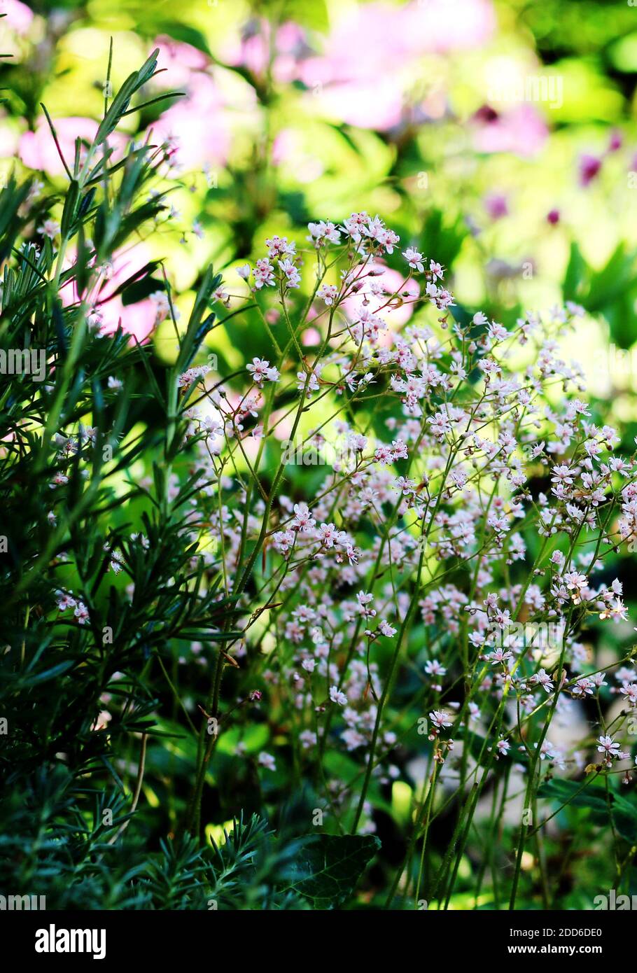 Shady garden spot - the delicate pink flowers of Saxifraga x urbium (London Pride) with rosemary and backed by a pink haze of rhododendron Stock Photo