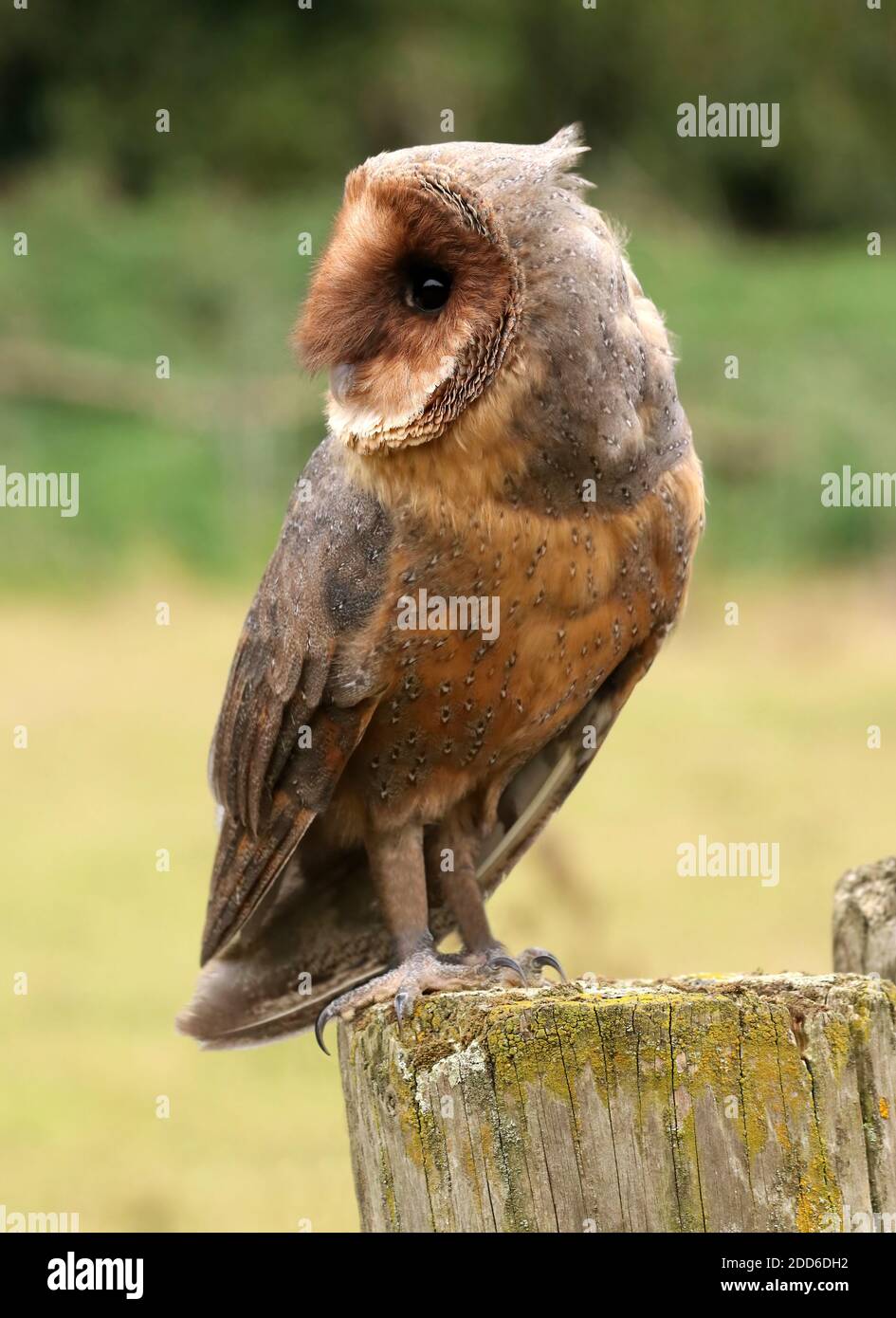 rare black melanistic barn owl perched in the outdoors Stock Photo - Alamy