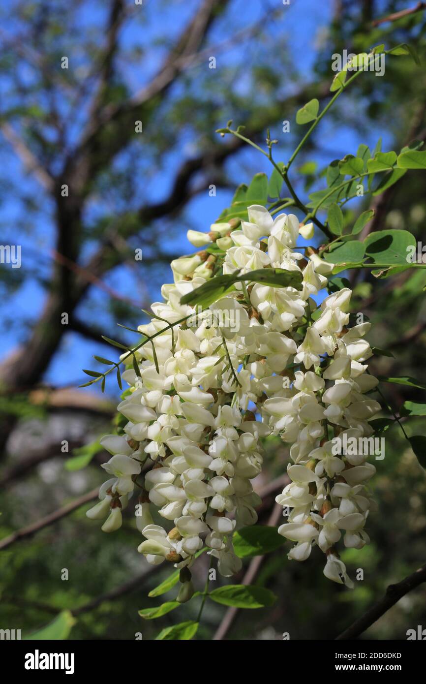 White wisteria (Wisteria sinensis) catching the sunlight in Gibraltar Botanic Gardens Stock Photo