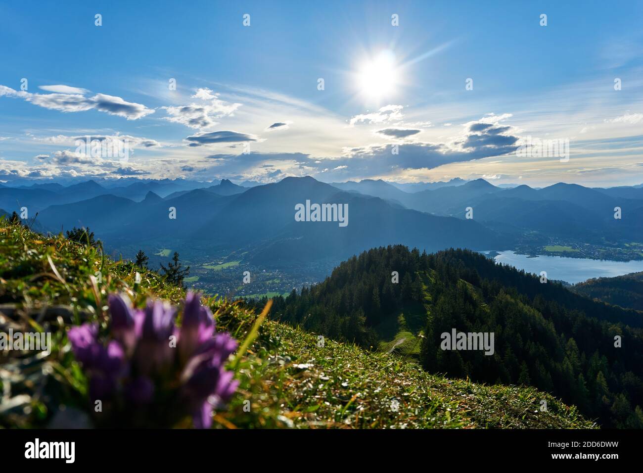 Tegernsee in the Background of a purple Flower shot from the Baumgartenschneid Stock Photo