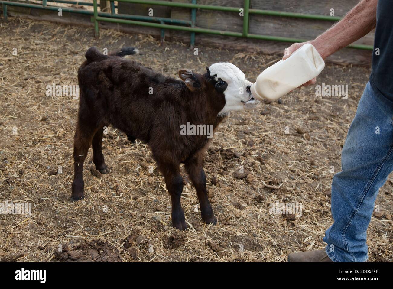 Farmer bottle feeding two month old orphaned calf ' Black Angus X'   cattle ranch, California. Stock Photo