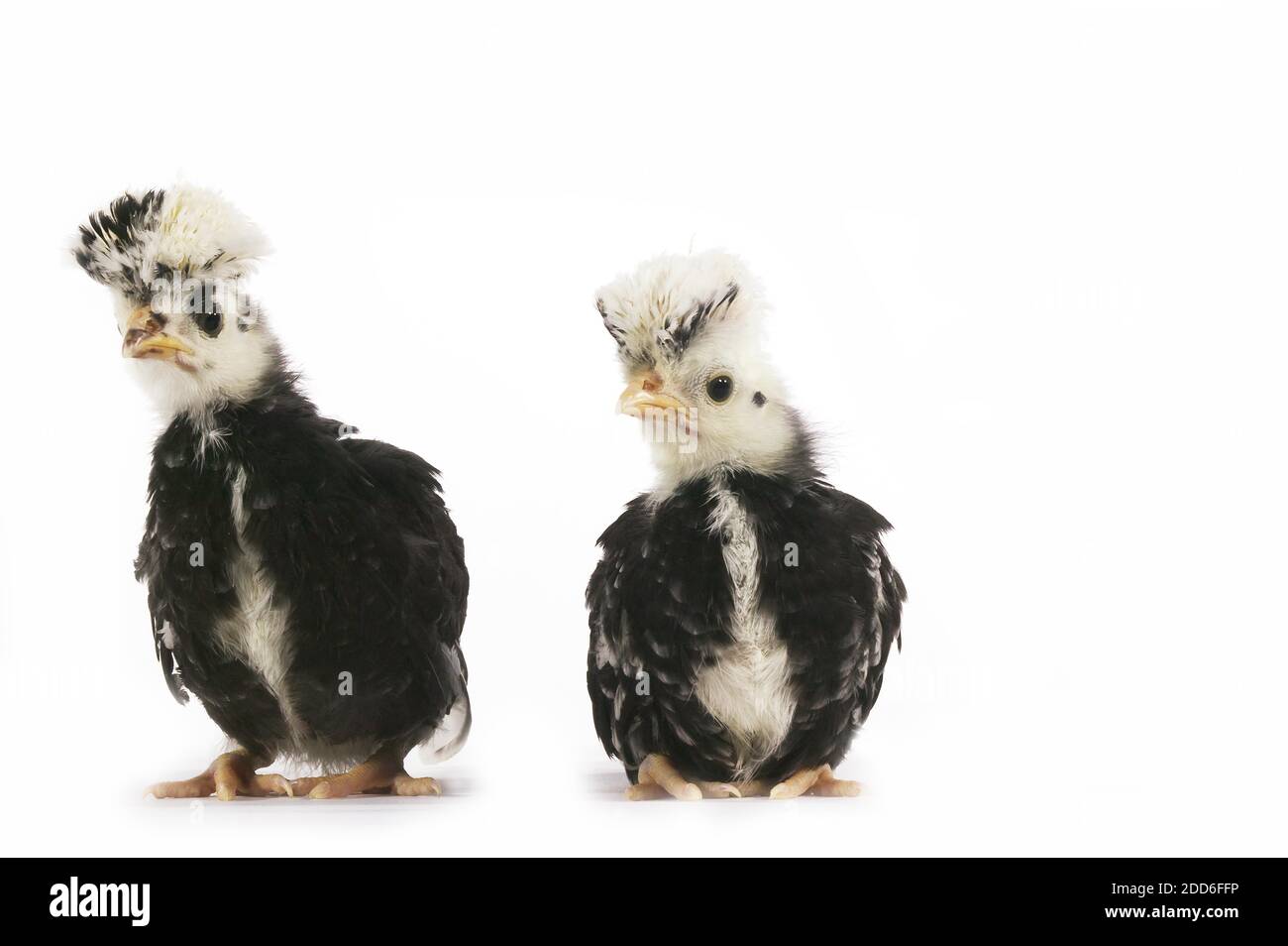 French Chicken called Faverolle, Chicks against White Background Stock Photo Alamy