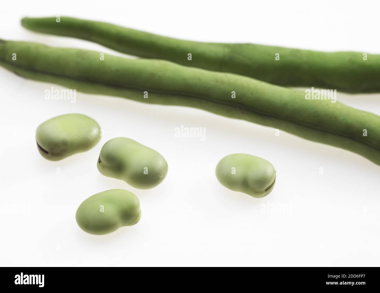 Fresh Broad Beans, vicia faba agaist White Background Stock Photo