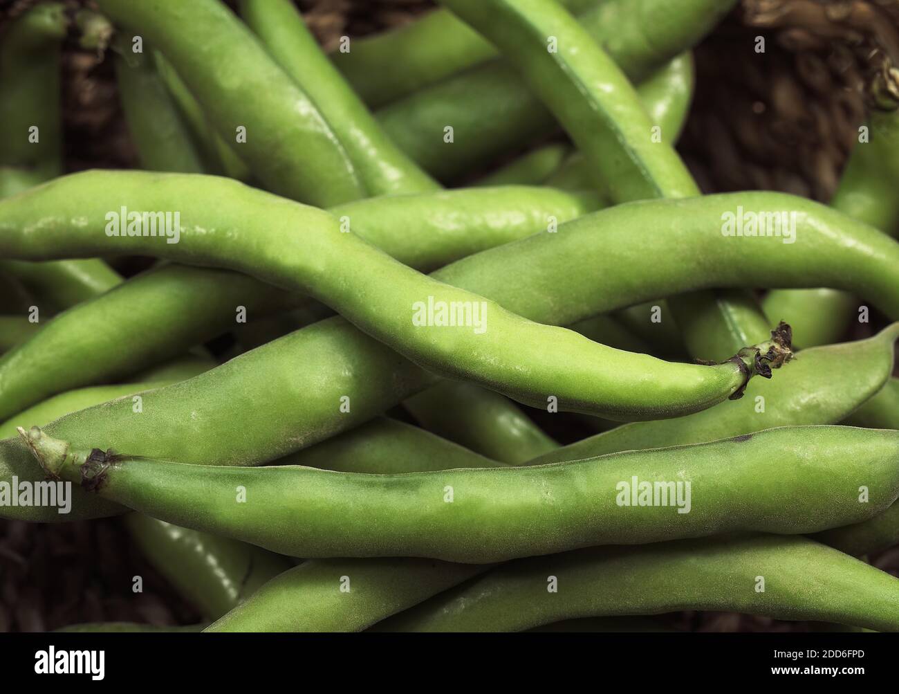 Fresh Broad Beans, vicia faba Stock Photo