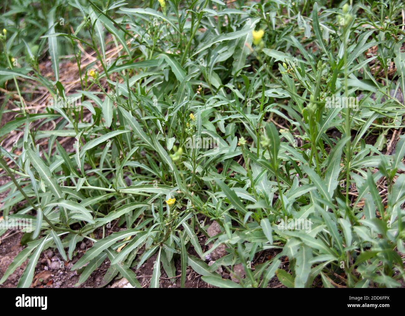 Wild edible Italian arugula (Diplotaxis tenuifolia) growing at the roadside of Rome city, Italy. This plant is often used for salads in cuisine. Stock Photo