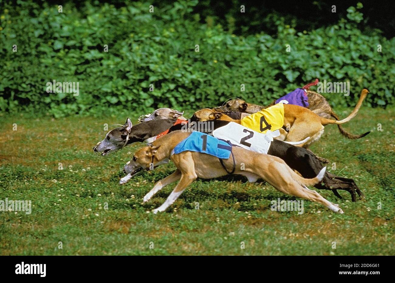 Domestic Dog, Greyhound Racing Stock Photo - Alamy