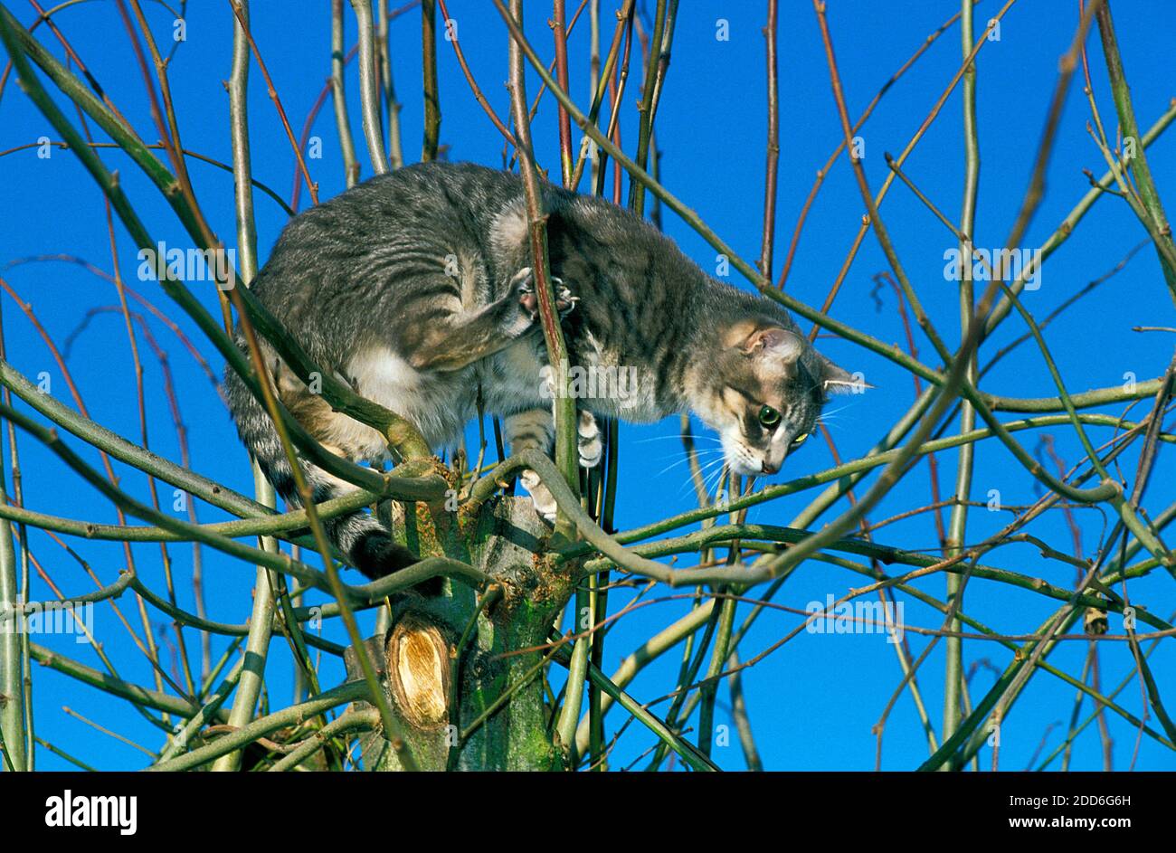 European Tree Cat Standing european cat hi-res stock photography and images - Alamy