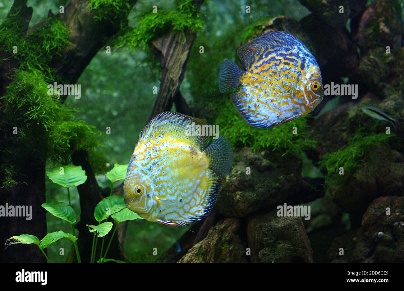 Discus Fish, symphysodon aequifasciatus, Adults Stock Photo