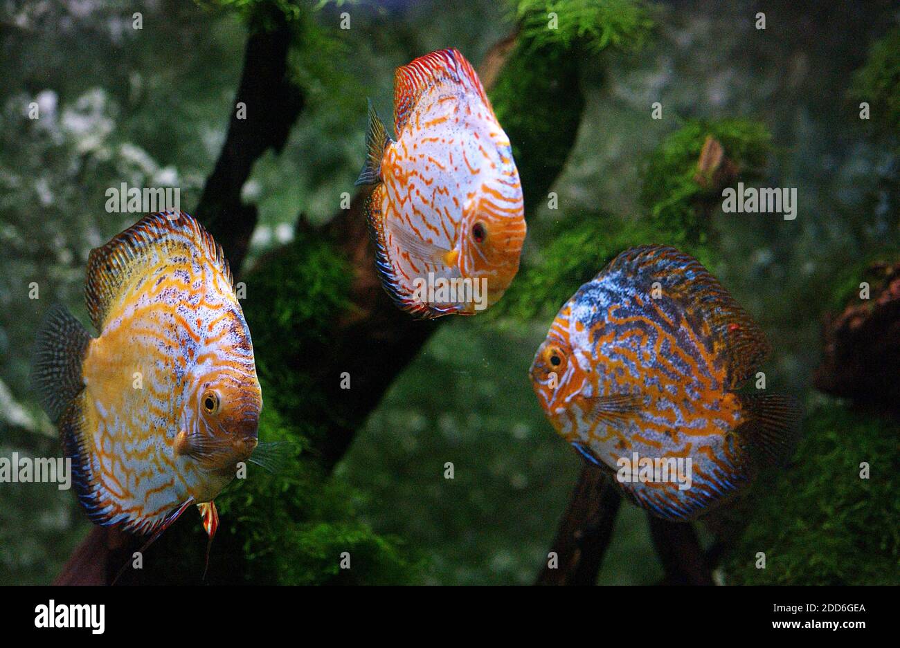 Discus Fish, symphysodon aequifasciatus, Adults Stock Photo