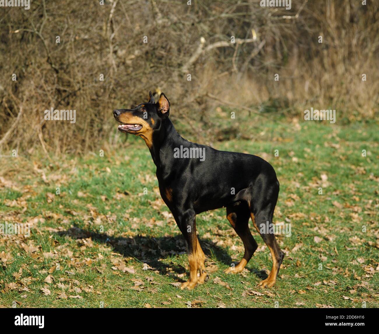 Dobermann Dog or Dobermann Pinscher Dog, Adult, Old Standard Breed with Cut Ears Stock Photo
