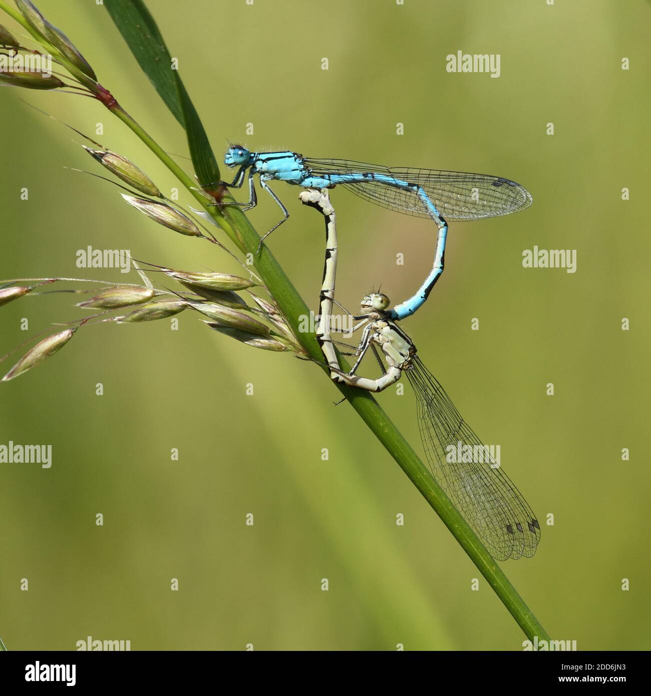 Wetland insects hires stock photography and images Alamy
