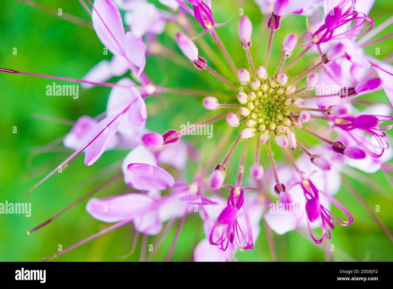 Close Up of a Beautiful Purple Plant in The Cameron Highlands, Malaysia ...