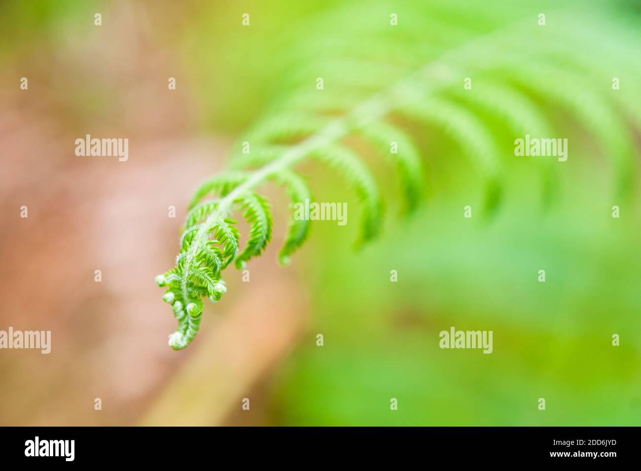 Close Up, Isolated Fern in the Jungle of the Cameron Highlands, Malaysia, Southeast Asia Stock Photo