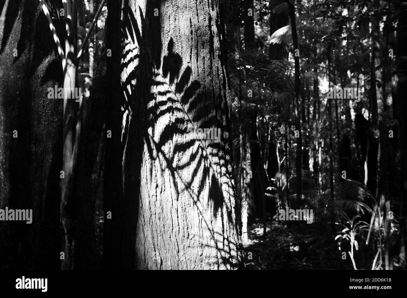 Shadow of a Fern Falling on a Tree in a Forest on Fraser Island, Queensland, Australia Stock Photo