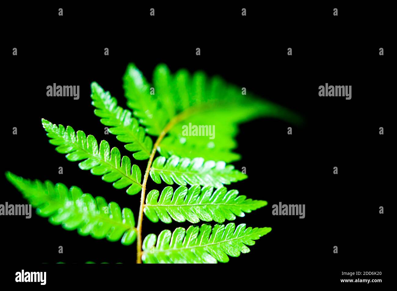 Fern found in the jungle of the Cameron Highlands, Malaysia, Southeast Asia Stock Photo