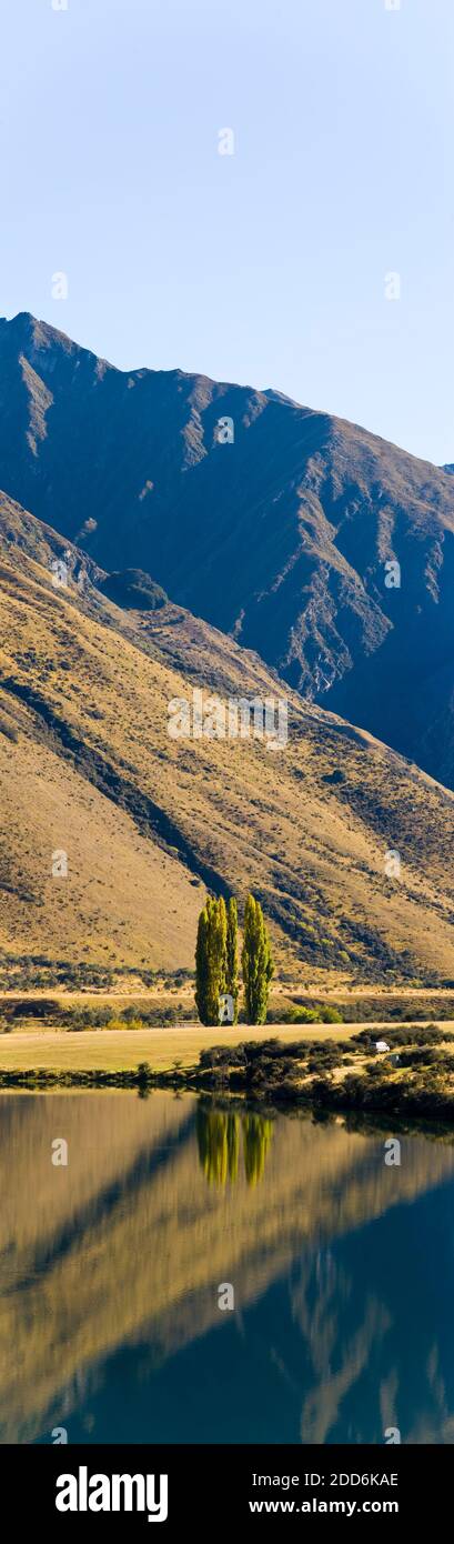 Panoramic Photo of Autumn Poplar Trees Reflected in Lake Moke, Queenstown, South Island, New Zealand Stock Photo
