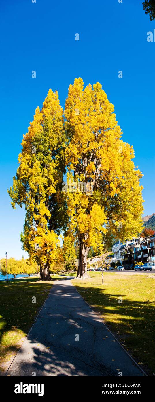 Panorama of Colourful Orange Autumn Trees in Queenstown, South Island, New Zealand Stock Photo