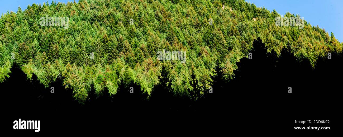 Dense Forest Panorama, Queenstown, South Island, New Zealand Stock Photo