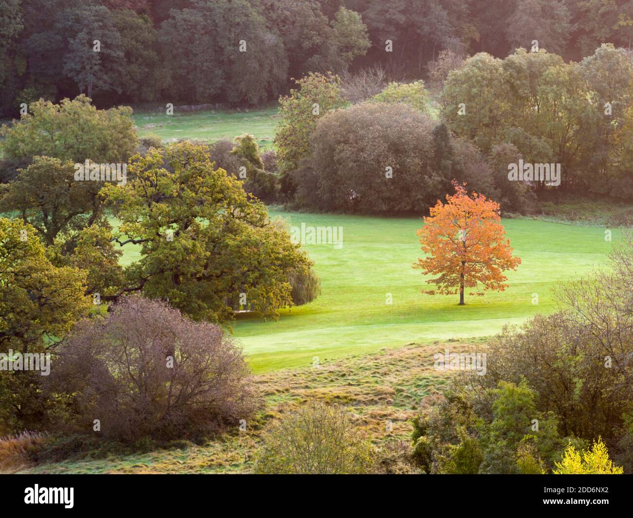 Autumn trees on Leckhampton Hill, Cheltenham, The Cotswolds