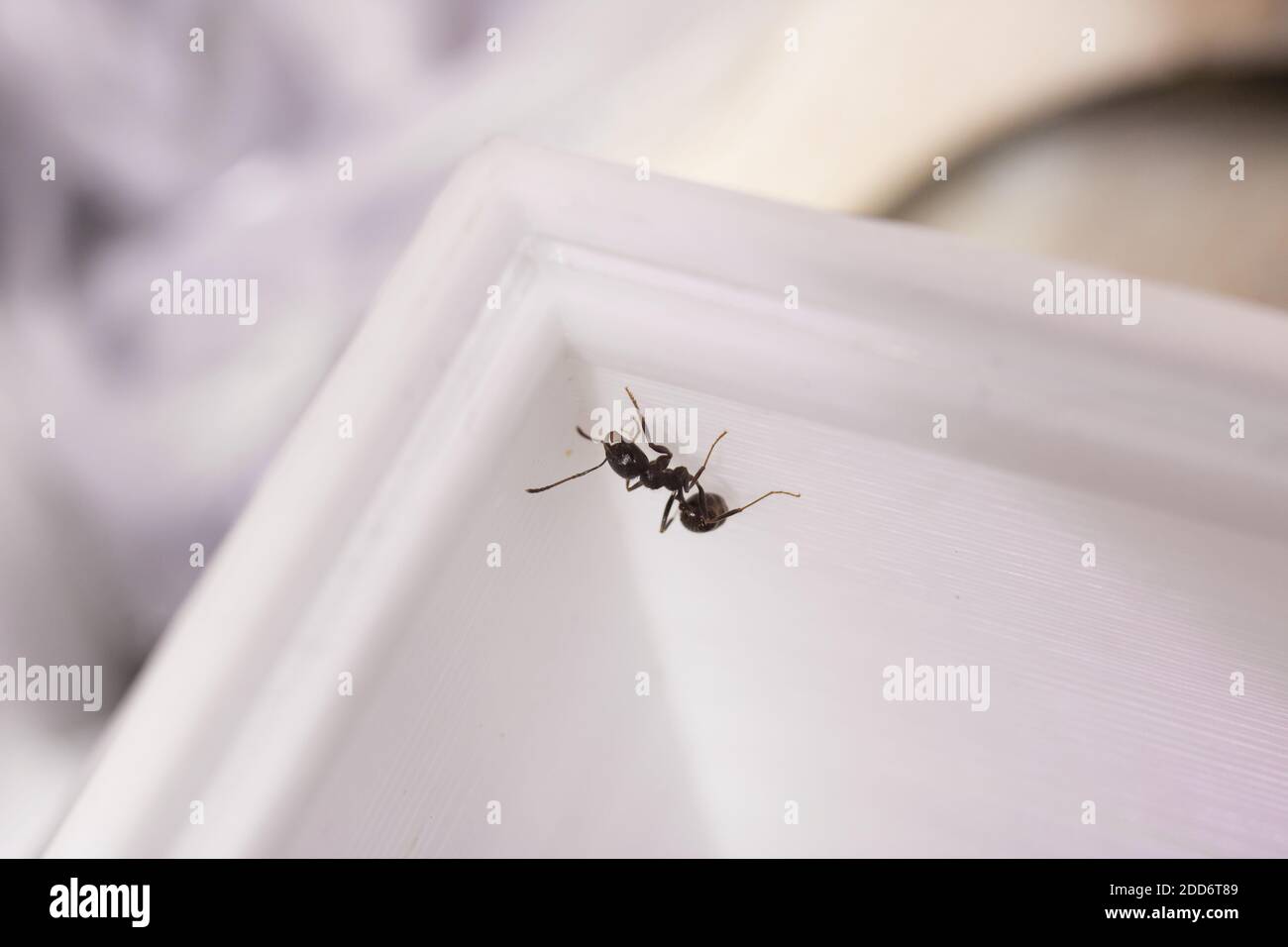 Ants messor structor in a formicaria close up Stock Photo