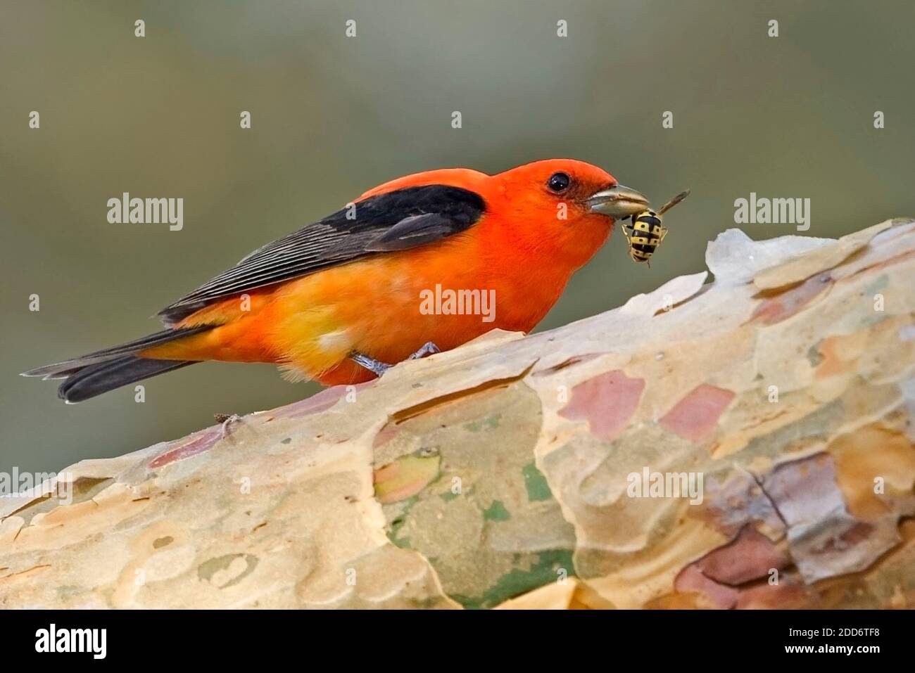 A Male Scarlet Tanager, Piranga olivacea, with prey item Stock Photo