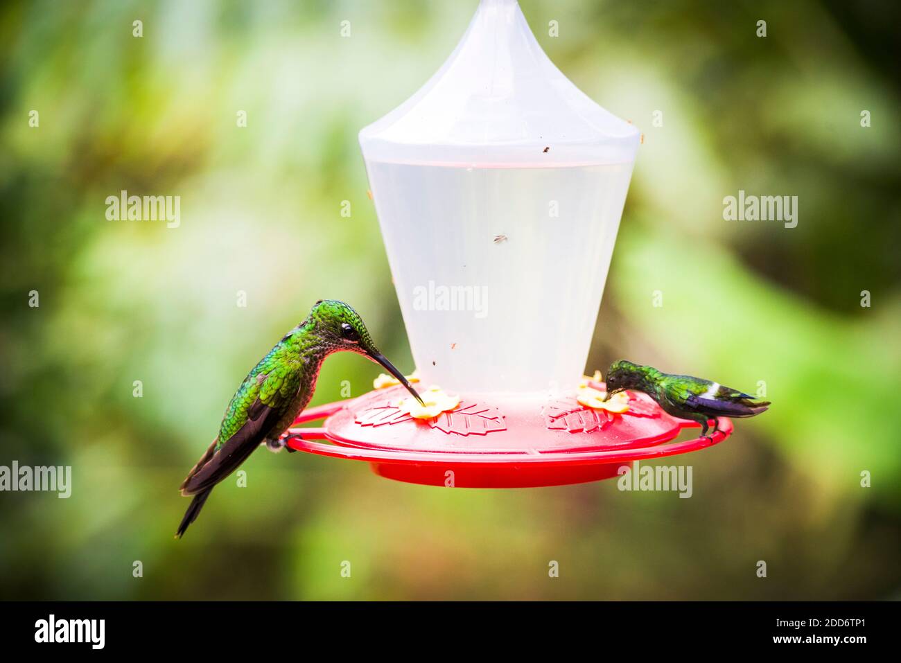 Hummingbirds at a hummingbird feeder at Mashpi Lodge, Choco Cloud
