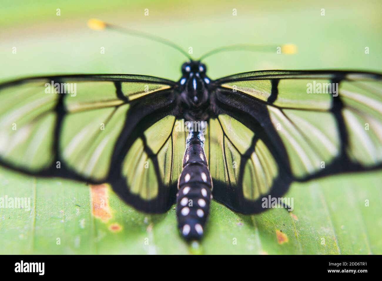 Insect Life In Rainforest High Resolution Stock Photography And Images Alamy Insect Life In Rainforest High Resolution Stock Photography And Images Alamy