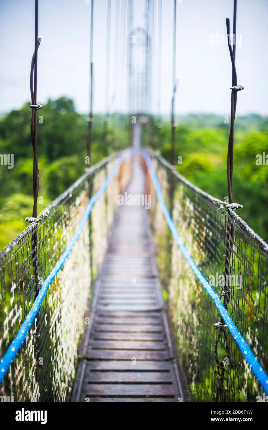Jungle Canopy Walk in Amazon Rainforest at Sacha Lodge, Coca, Ecuador