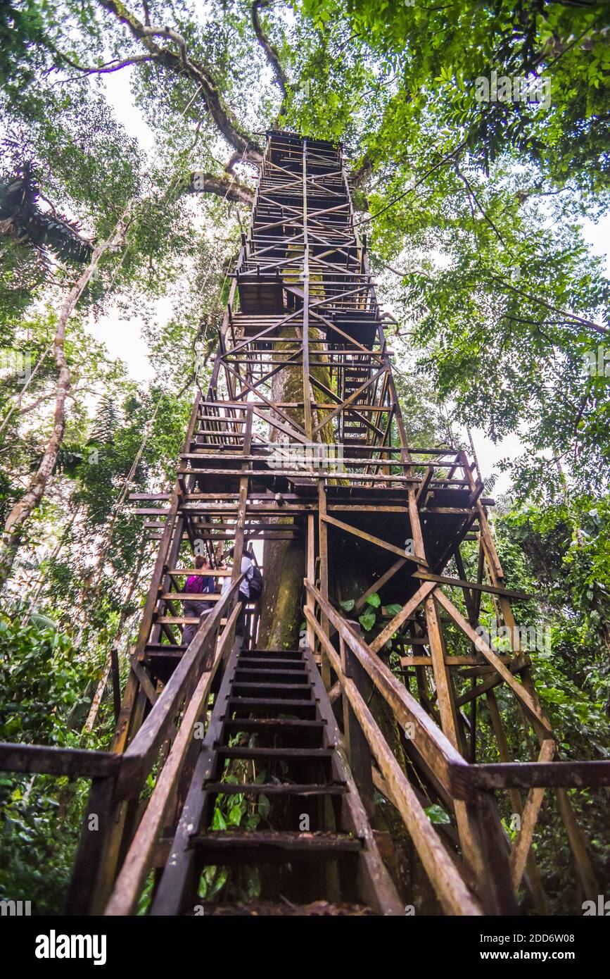 Amazon Rainforest 43m Kapok Tree tower viewing platform at Sacha Lodge