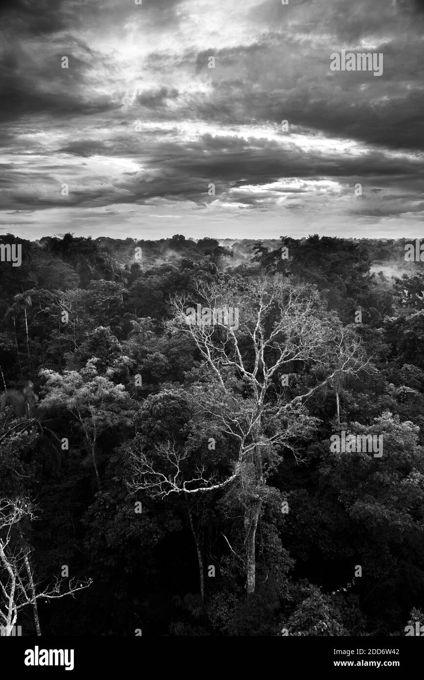 Amazon Rainforest at Sacha Lodge, Coca, Ecuador, South America Stock