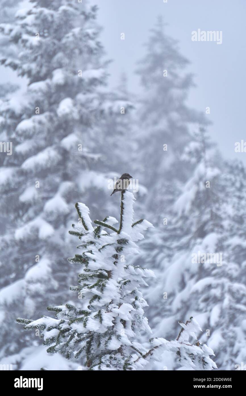 Bird sitting on a snowy tree Stock Photo - Alamy