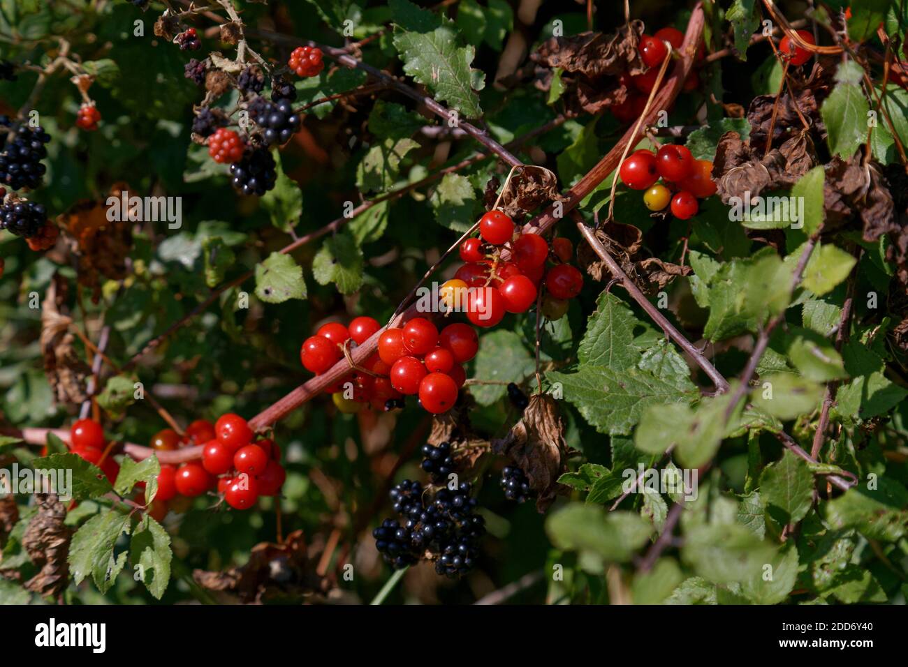 Red berries of the black bryony vine and blackberries in a hedgerow Dorset Stock Photo