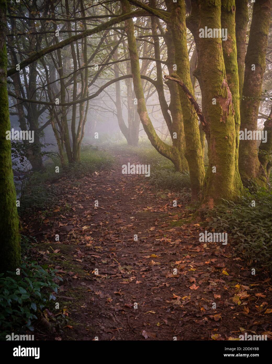 A misty morning walk along an autumnal path in the the village of Lennoxtown in the Campsie Fells Stock Photo