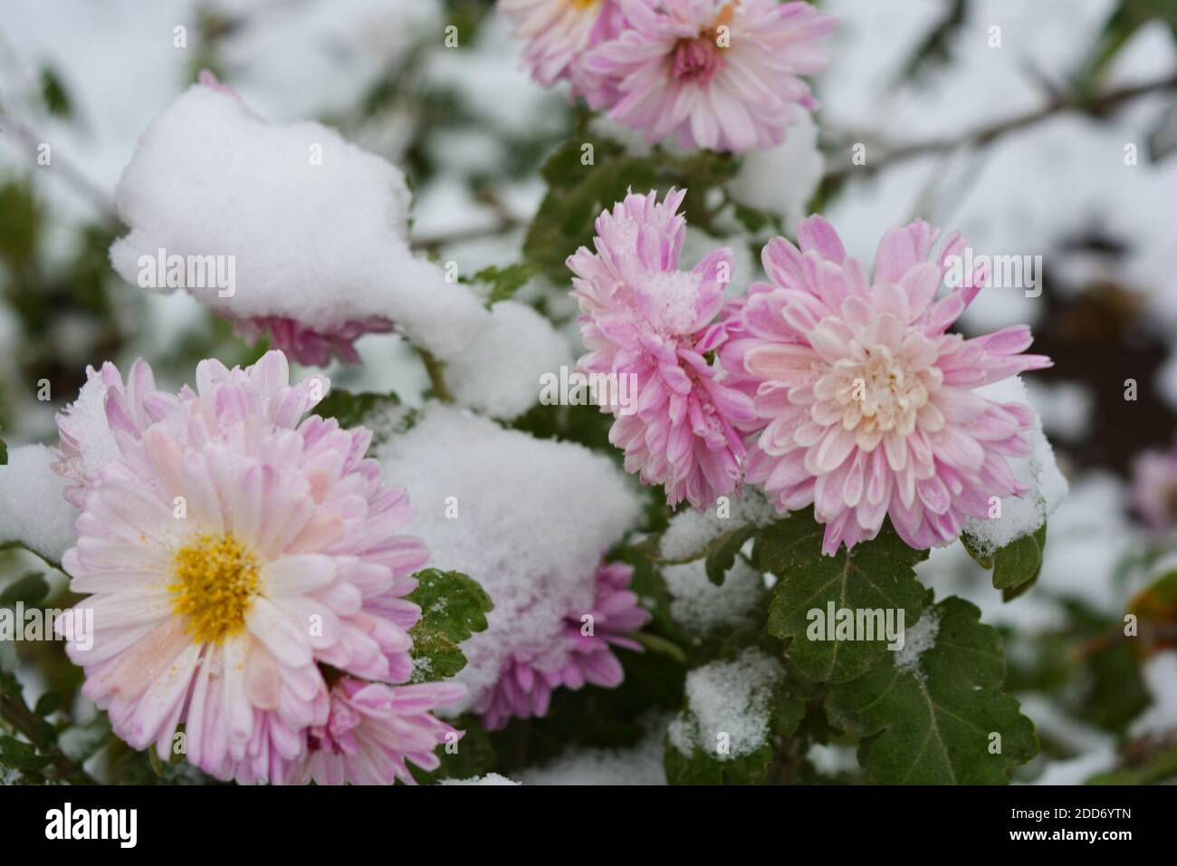 Unusual cute and lovely winter flowers, pink purple chrysanthemums growing under the snow and covered with snow white cover. Airy and light nature. Stock Photo