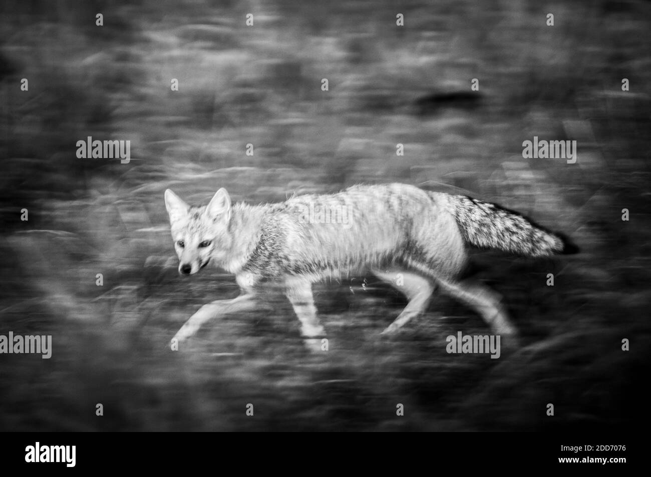 South American Gray Fox (Lycalopex griseus) aka Patagonian Fox, Ibera Wetlands (Esteros del Ibera), Corrientes Province, Argentina, South America Stock Photo
